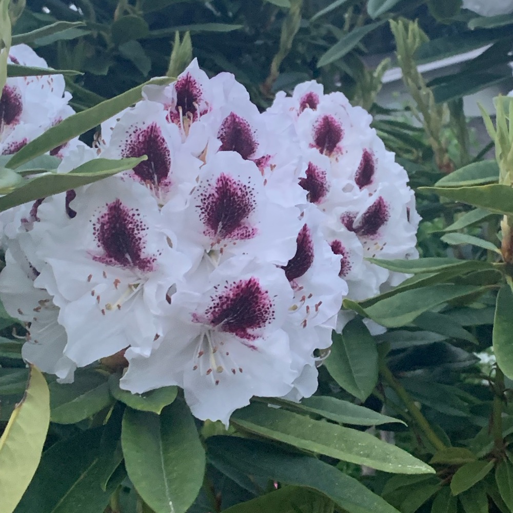 Meet your Posher, Maggie